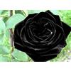Generic BSNKRY Cespuglio di rose di velluto nero! 10 semi! Pettine. SH!