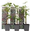 Plant in a Box - Parthenocissus quinquefolia - Set di 3 rampicanti resistenti e a crescita rapida - Vaso 9cm - Altezza 25-40cm