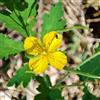 Generic semi di celidonia biologici, prodotti sostenibili rare da giardino roccioso regali per gli amanti del giardino semi 200pcs