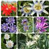 Generic semi resistenti passiflora, biologici da giardino balcone decorazione 200pcs