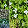Generic Semi di bacopa da giardino balcone resistenti semi selvatici balcone serraio interni giardino 200pcs