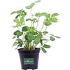 eGarden.store Pianta di Fragola Pianta di Fragola Fragaria pianta da esterno pianta da frutta pianta di fragola da mangiare pianta vera venduta da eGarden.store (Vaso 14 cm)
