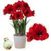 DUTCH BULBS EXCLUSIVE PLANTS FROM HOLLAN Bulbi di Amaryllis Red Lion - 1 bulbi fiori in grande formato 26/30 - Piante e fiori esclusivi dall'Olanda - Autentici Hippeastrum (senza semi, senza cera e non artificiali)