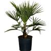 Sunny Tree - Palma - Trachycarpus Wagnerianus - Palma cinese - Vaso da 90 cm incluso - Altezza tronco 10 - 15 cm - Resistente fino a - 18 - Vaso da 10 litri