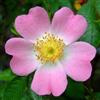 Vivaio di Castelletto Rosa selvatica Rosa canina pianta di rose officinale in vaso 2 litri h 50/80 cm circa Vivaio di Castelletto