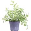 eGarden.store - Pianta vera di Incenso - Altezza pianta: 10/15 cm Diametro vaso: 14 cm - pianta aromatica variegata profumata da coltivare all'esterno in mezz'ombra