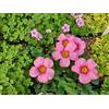 Generic Oxalis Purpurea 'Pink Giant', 1 lampadina di dimensioni Fiorite