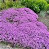 Generic Semi di timo, da giardino resistenti perenni Semi resistenti di timo serpillo, da balcone 250pcs