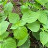 Generic Perilla frutescens - shiso - serra cucina aromatiche semi di perilla verdi da giardino aromatiche varietà di tradizionali selvatiche 100semi