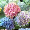 Vivaio di Castelletto Ortensia Hydrangea pianta in vaso ø18 cm COLORI MISTI