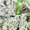 Govixed 10000pcs Bianco Semi di timo - da balcone semi di amici timo selvatico, miscela per giunti pavimentazione farfalle decorazione floreale tappeto