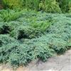 Vivaio di Castelletto Juniperus x pfitzeriana Glauca in vaso 9 cm - ginepro sempreverde blu verde ornamentale Vivaio di Castelletto