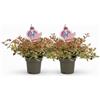 MODIPITRE 2 piante di Abelia Lady Peach v. 11 MODIPITRE