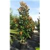 Vivaio di Castelletto Magnolia grandiflora gallisoniensis pianta in vaso ø30 cm h 100/120 cm Vivaio di Castelletto