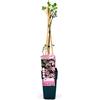 POWERS TO FLOWERS CLEMATIS MONTANA FRAGRANT SPRING, ALTEZZA 50CM, piante vere