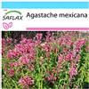 SAFLAX - Confezione regalo - Anice menta messicana - 50 semi - Agastache mexicana