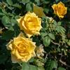 GardenersDream Rosa Rampicante Giallo - Pianta di Rosa in Vaso Resistente e a Bassa Manutenzione - Rampicante Fiorita per Muri, Pergolati e Recinzioni