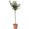 KENTIS - Albero di Mandorlo - Prunus Dulcis - Piante Vere da Esterno - Pianta da Frutto - Vaso da Coltura Ø 28 cm