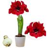 DUTCH BULBS EXCLUSIVE PLANTS FROM HOLLAN Bulbi di Amaryllis Dark Passion - 1 bulbi fiori in grande formato 26/30 - Piante e fiori esclusivi dall'Olanda - Autentici Hippeastrum (senza semi, senza cera e non artificiali)