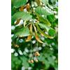 Aamish Semi di albero di tiglio 100 pezzi