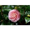 Generico Pianta di Camelia Japonica, cespuglio fiorito sempreverde, pianta in vaso 16cm (Rosa)