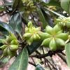 Generic Semi di Anice Stellato - Illicium Verum, regali per il giardino cucina dell'orto sul balcone culinarie, semi esotici del giardino 20pcs