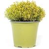 mgc24 Citronimo giallo citronella, vere erbe fresche in vaso da 14 cm, temus Anderson, altezza ca. 15 cm, 3 pezzi