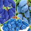 AMAZONSEEEDS 3 X MIRTILLO SIBERIANO LONICERA KAMTSCHATICA PIANTE DI 2 ANNI 30-40 CM