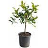 Generico Pianta di Combava Hystrix (vaso - 20) - Immagine reale