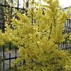 le Georgiche Vivai le Georgiche - Pianta vera di Forsythia x intermedia Spectabilis Forsizia 'Spectabilis' - vaso Ø 19 cm - altezza alla vendita 60-80 cm