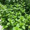 Generic semi di menta - selvatiche, resistenti decorazione giardino balcone varietà antiche al coperto in vaso serre balcone 450pcs
