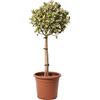 KENTIS - Euonymus Japonicus Bravo - Evonimo - Piante da Esterno da Siepe - Pianta Vera Resistente - 1/4 Fusto Vaso da Coltura Ø 24 cm H 80-100 cm