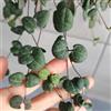 Generic Semi di Ceropegia woodii, piante esotiche semi di fiori di candeliere, pianta in vaso, piante pendenti giardino di piante soggiorno decorativo semi di antiche varietà semi biologici, 10pcs