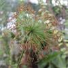 le Georgiche Vivai le Georgiche - Pianta vera di Cyperus haspan Cyperus papyrus 'Haspan' Falso papiro nano, Cyperus papyrus 'Nanus' - vaso Ø 12 cm - altezza alla vendita 30-40 cm