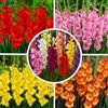 FLORIUM - Gladiol Cipolle Super Collezione (50 bulbi) | Miscela esclusiva di piante olandesi | 7 varietà/colori | Decorazione perenne per giardino, balcone (senza semi, non resistenti all'inverno)