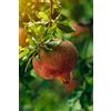 eGarden.store pianta di Melograno albero di melograno varietà Dente di Cavallo già innestato Età 2 anni pianta da frutto di melagrana pianta vera di melagrana venduta da eGarden.store