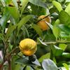 le Georgiche Vivai le Georgiche - Pianta vera di Limetta dolce di Roma o Pursha Citrus limetta Limetta romana, Limoncella, Limetta di Spagna - vaso Ø 20 cm - altezza alla vendita 60-80 cm