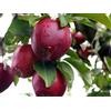 Generic Semi SEMI DI GERMINAZIONE 400 semi di melo Red Delicious Malus Tree (Hardy Rapid Edible Seeds Automne Color)