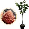 Generico Vivaio Garden Forest Pianta di Annona Atemoya Red Israel, H160cm | Annona Rossa, Pianta reale, Novità, Resistente al gelo, Pianta esotica