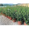 Vivai De Laurentiis Escallonia Rubra Macrantha Vaso 19