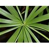 SVI 50 Semi OMBRELLO PALMA Papiro Sedge Cyperus Involucratus