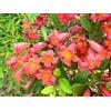 Vivaio Garden Forest Bignonia campsis radicans madame galen, pianta rampicante sempreverde, vaso l 18cm h 110cm, fiore arancione