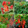 Generic Semi di fagiolo rampicante - semi di fagiolo, Phaseolus coccineus, semi di vecchie varietà acquistare di invernali 80pcs