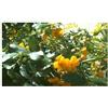 Seeds & Plants Shop by Ipsa Pezzi - 10x Senna Papillosa Cespuglio Giardino Piante - Seme ID1572 - Seeds & Plants Shop by Ipsa