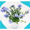 POWERS TO FLOWERS - PLUMBAGO XL, vaso 20 cm diametro, pianta vera
