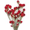 SLFYEE 36pcs Fiori Secchi Naturali Bouquet Fiori Secchi di Palla Belga Rossi da Esterno Interno Fiori Essiccati per Decorazioni Casa Studio Cucina Ufficio Soggiorno Camera da Letto Vaso
