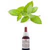 Il Regno Vegetale MENTA CRISPA (Viridis) Olio Essenziale Puro E Naturale Grado Alimentare (20 ml)