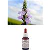Il Regno Vegetale Olio Essenziale 100% Puro VERBENA DI GRASSE Naturale Uso Interno Esterno (10 ml)