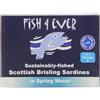 Fish 4 Ever Brisling Sardines in Spring Water 105 g (Pack of 6)
