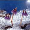 SVI 25 Soldanella Semi alpina. Alpine Snow Bell, alpino Soldanella, MOLTO RARO!